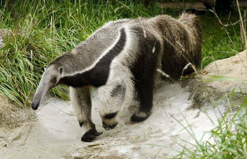 Giant Anteater