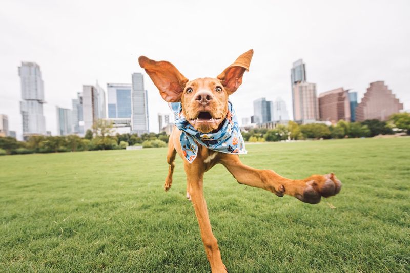 Zilker Park, Austin