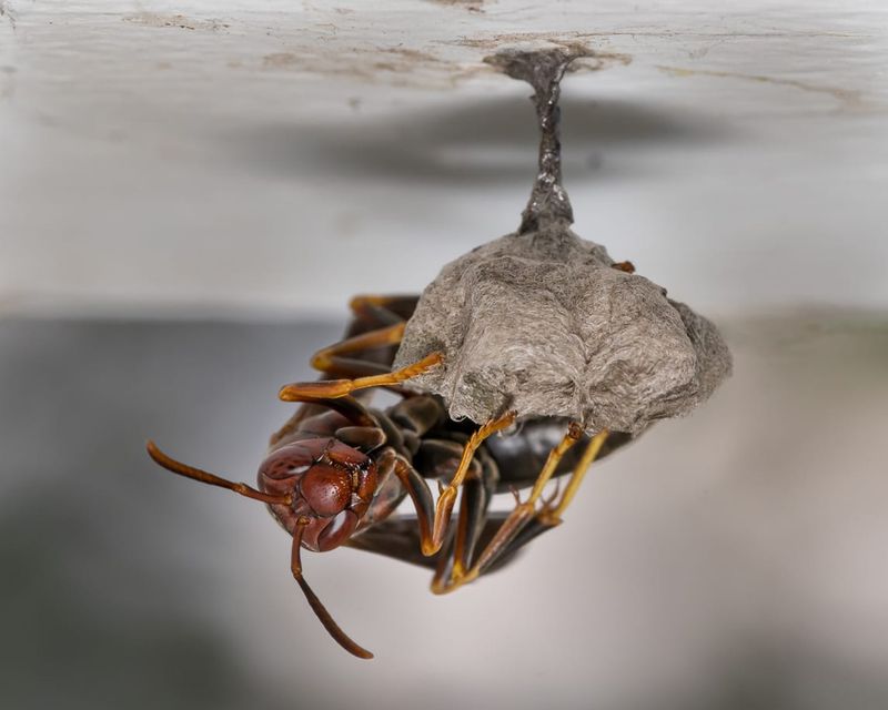 Paper Wasp
