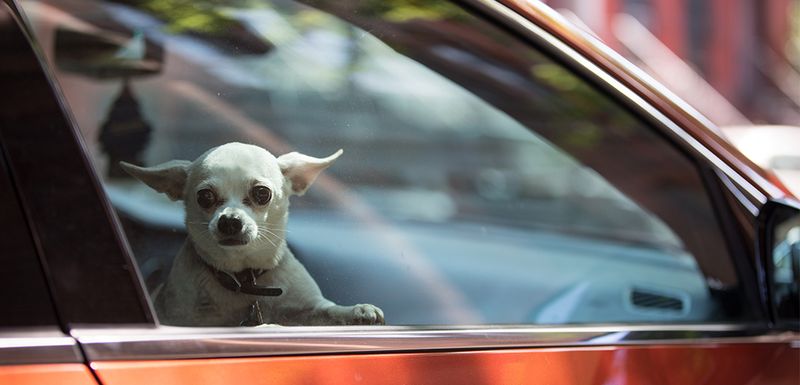 Never Leave Dogs in Cars