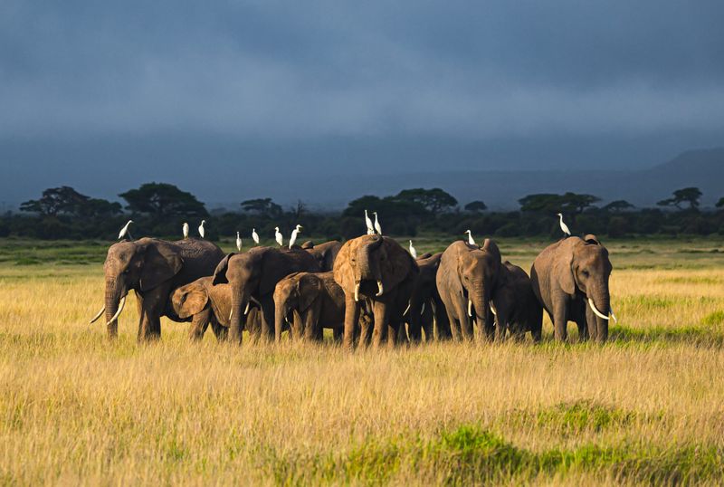 Savanna Gardeners