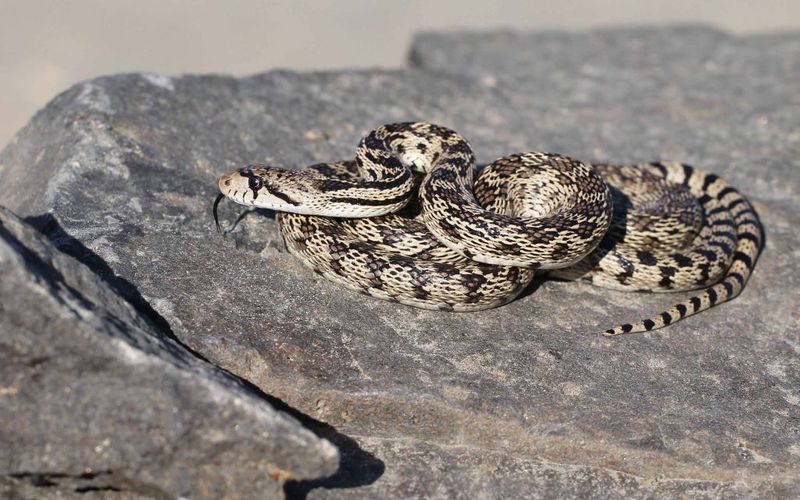 Bullsnake