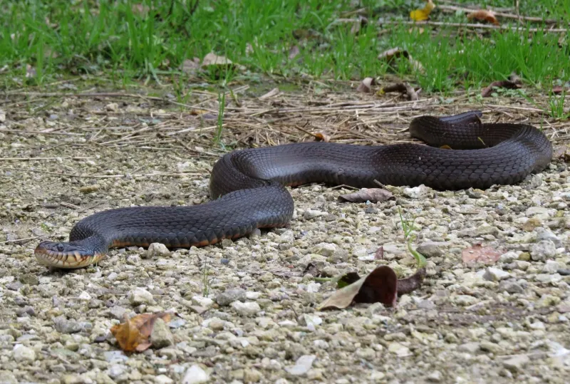 Copperbelly Water Snake