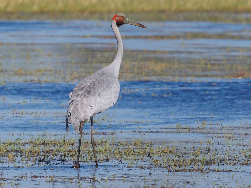 Brolga