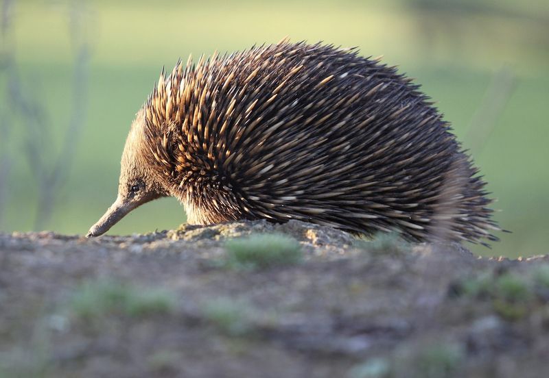 Attenborough’s Long-Beaked Echidna