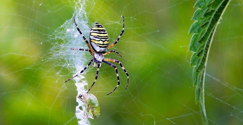 Wasp Spider
