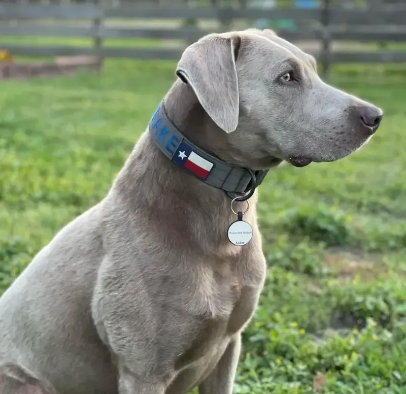 Silver Labrador Retriever
