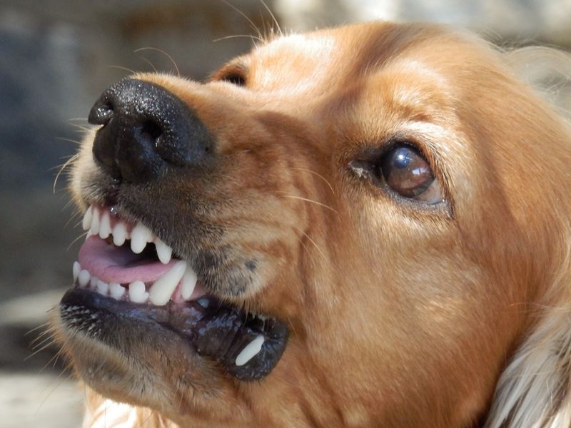 Cocker Spaniel