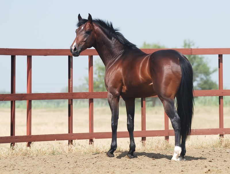 Trakehner