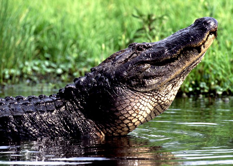 American Alligator