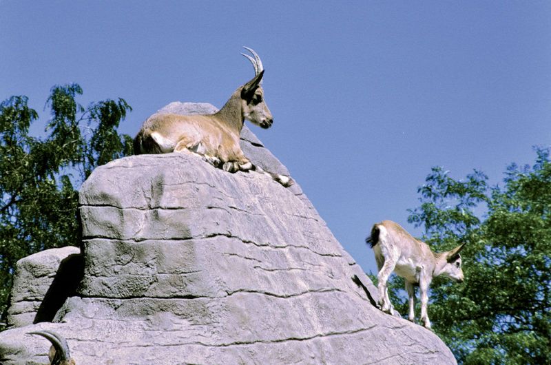 Mountain Goat