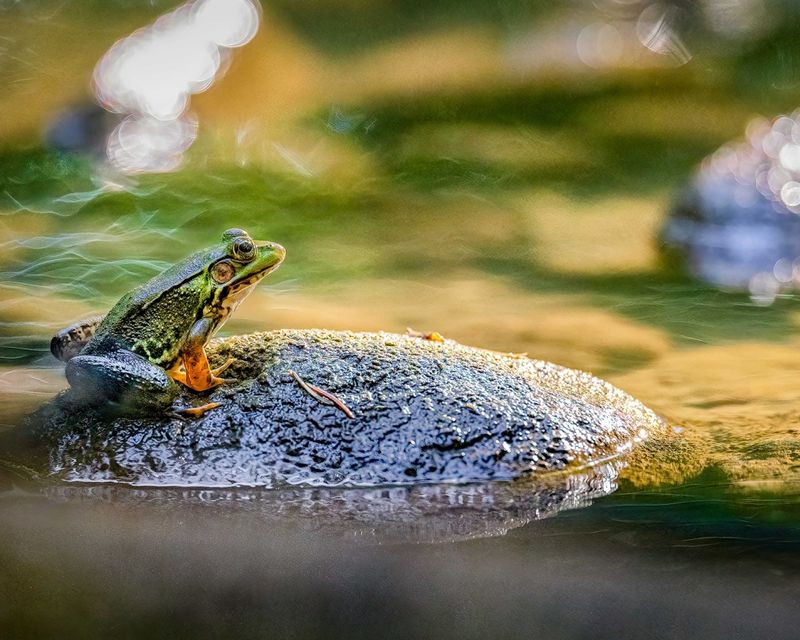 Green Frog