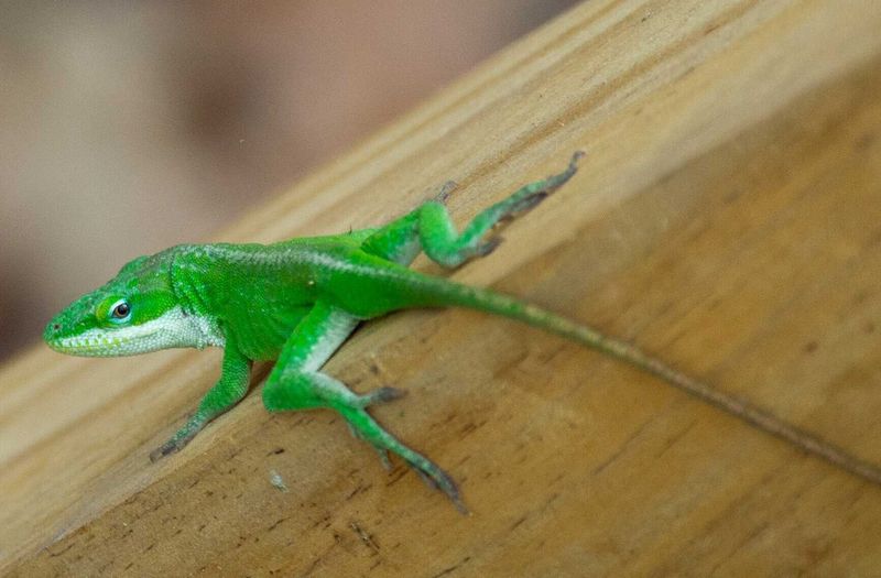American Green Anole