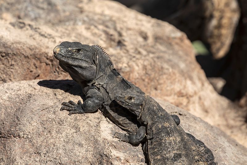 Chuckwalla