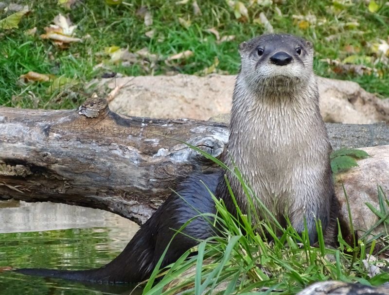 Northern River Otter