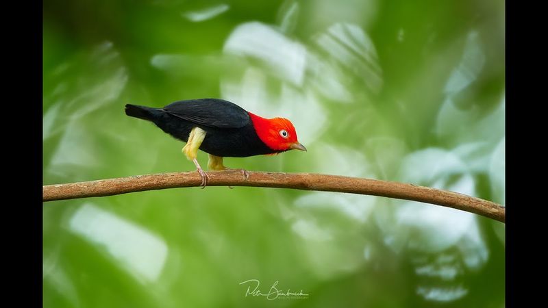 Red-capped Manakin