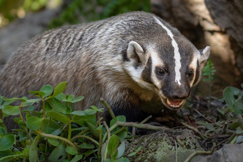 American Badger