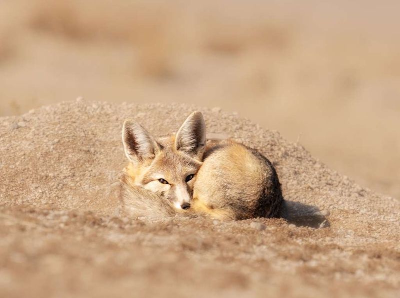 Kit Fox