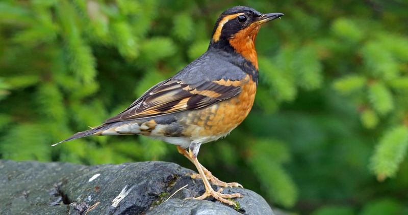 Varied Thrush
