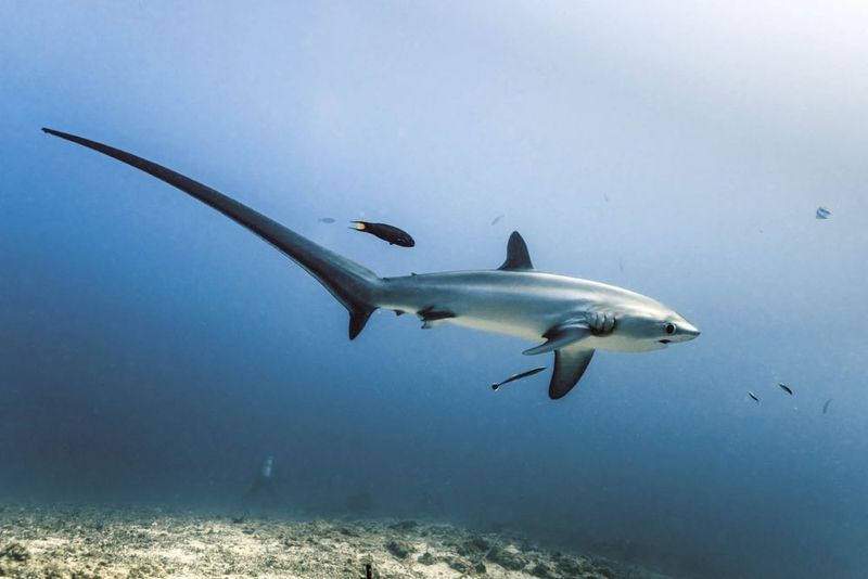 Thresher Shark's Astonishing Tail