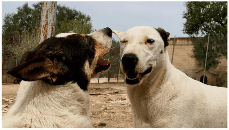 Dogs