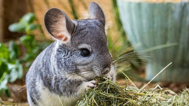 What Chinchillas Really Eat: 10 Foods to Keep Your Pet Healthy