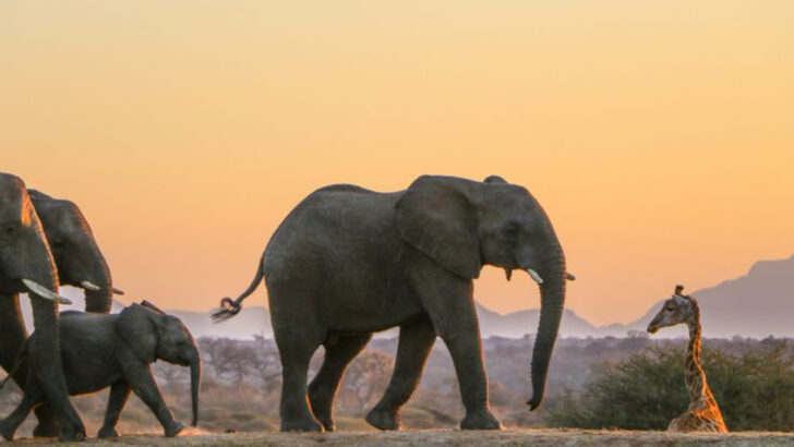 What Happens When We Lose Elephants—And 8 Incredible Ways They Hold Nature Together