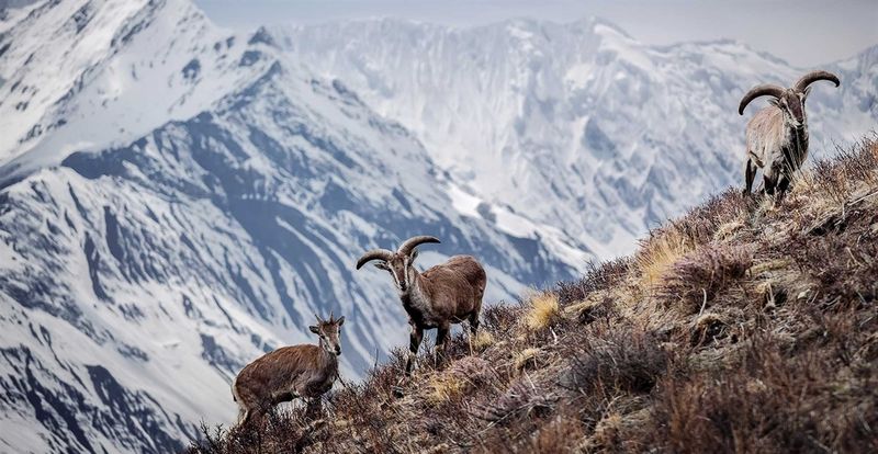 Blue Sheep (Bharal)