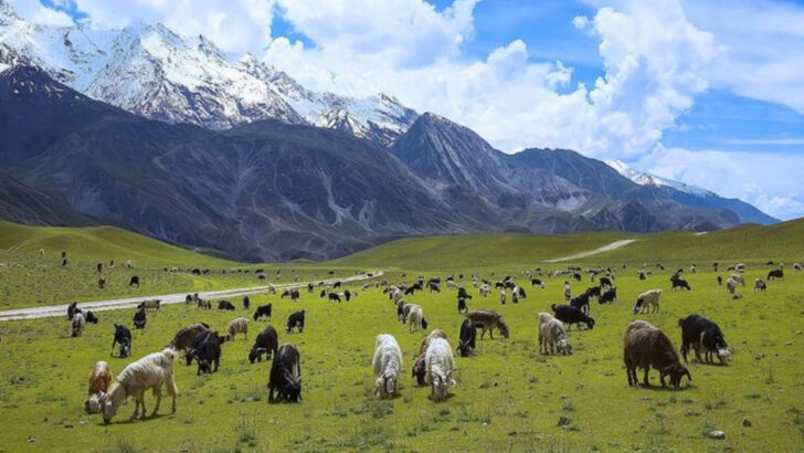 What Snow Leopards Really Eat to Survive in the World’s Highest Mountains