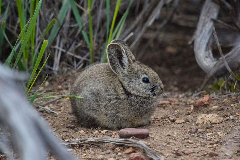 Pygmy Rabbit
