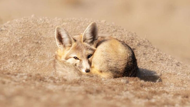 What’s Lurking in the Caves and Peaks? Meet 15 Wild Animals of Great Basin