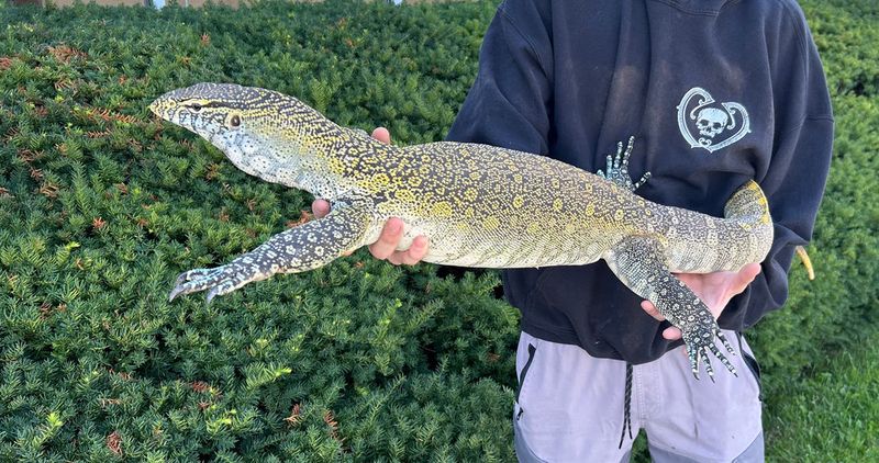 Nile Monitor Lizard