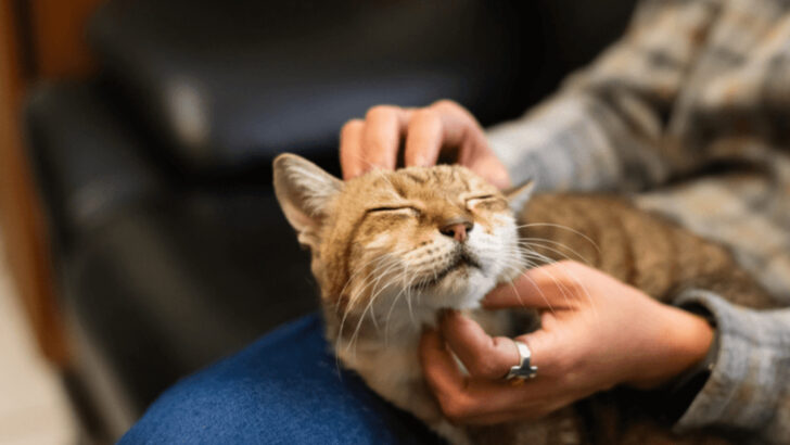 Whiskers of Wisdom: 10 Reasons Senior Cats Make the Best Pets