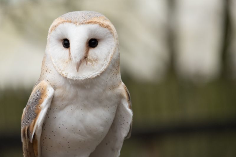 Barn Owl