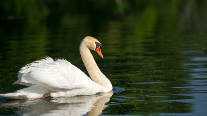 Whispering Wings: 10 of the Quietest Bird Species on Earth