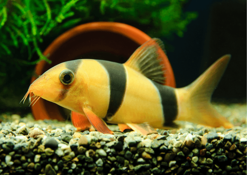 Clown Loach