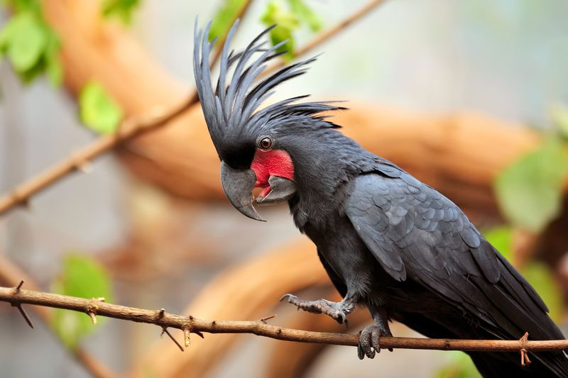 Palm Cockatoo