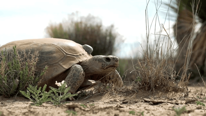 Bolson Tortoise