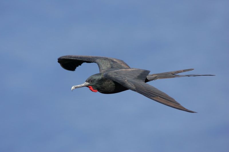 Great Frigatebird