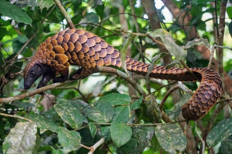 Black-bellied Pangolin