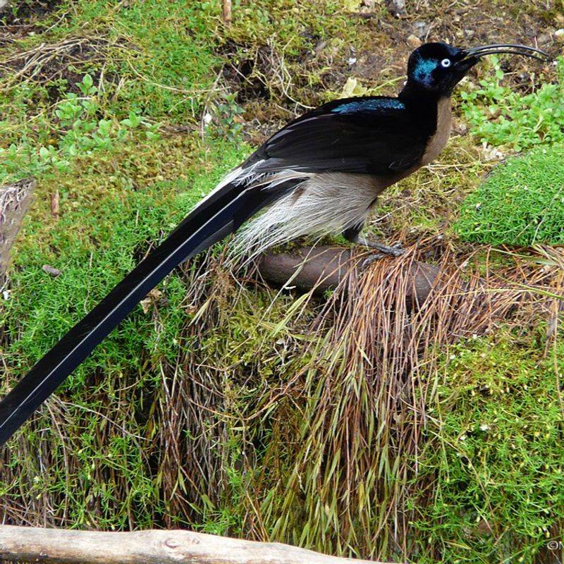 Brown Sicklebill