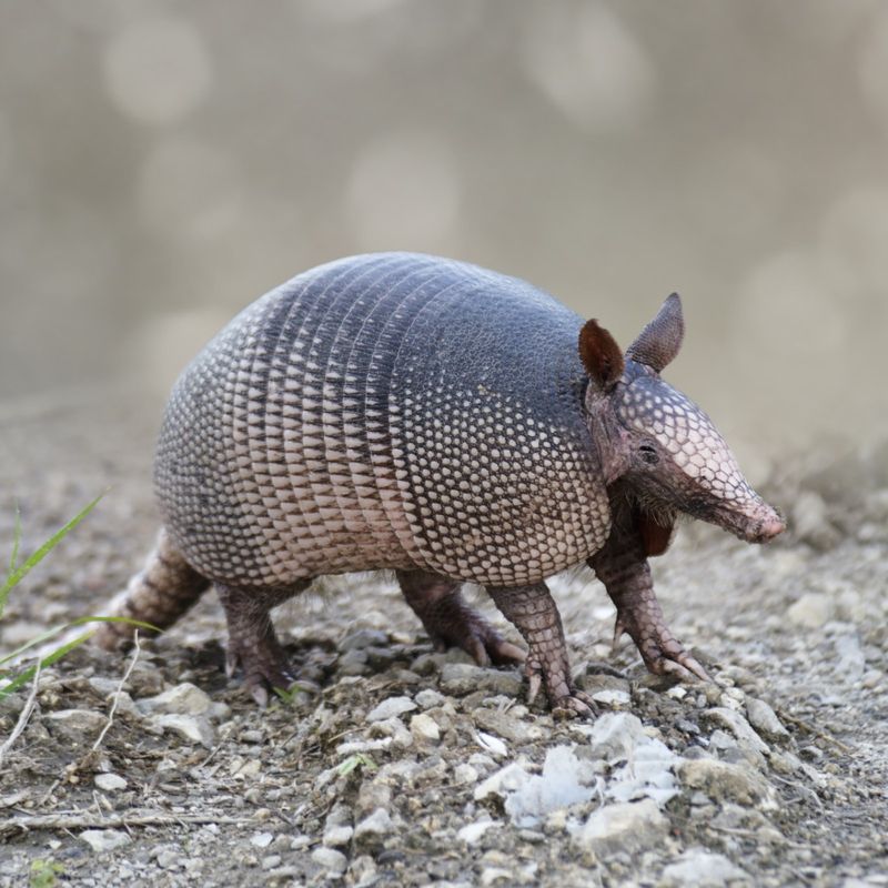 Armadillo (Nine-banded Armadillo)