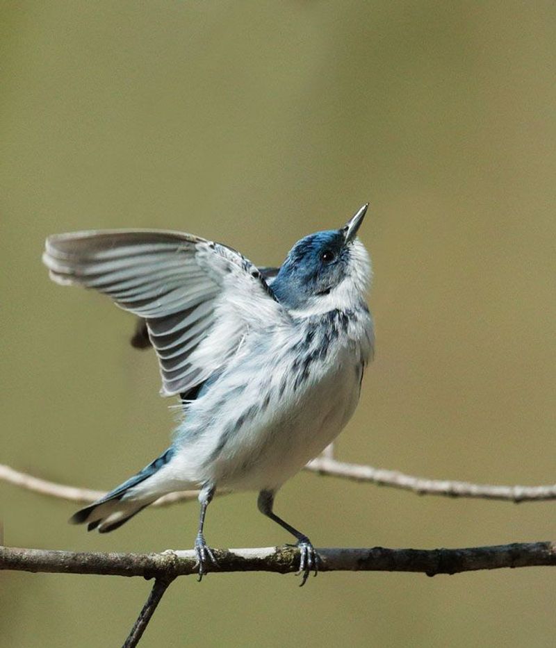 Cerulean Warbler