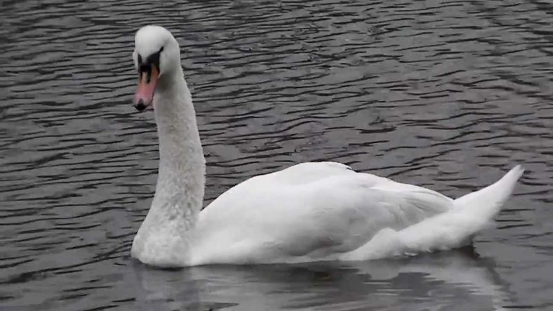 Mute Swan