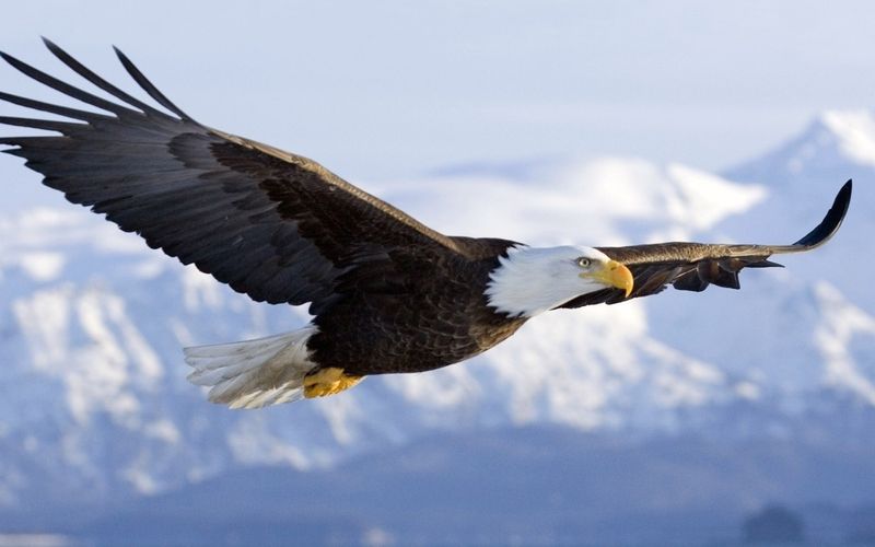 Bald Eagle