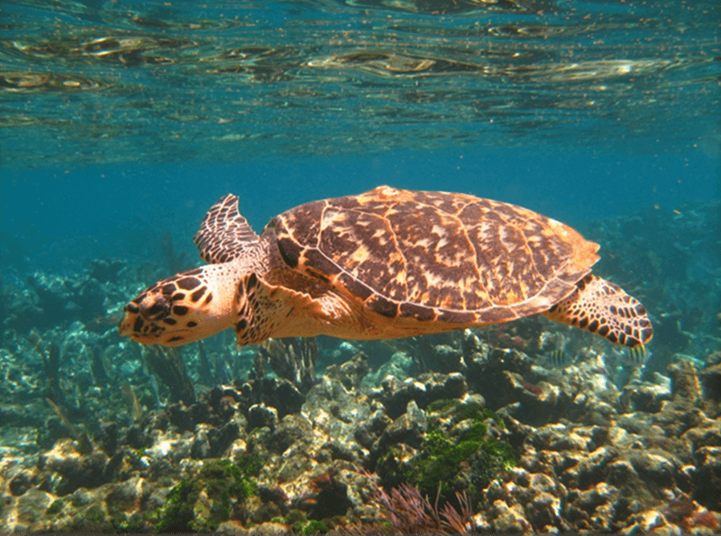 Hawksbill Sea Turtle