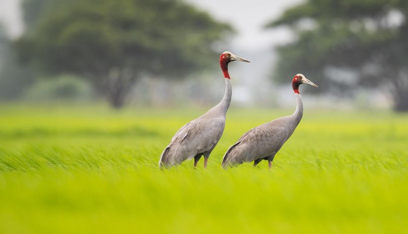 Sarus Crane