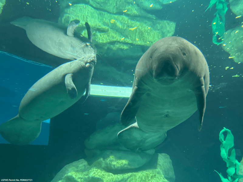 Florida Manatee