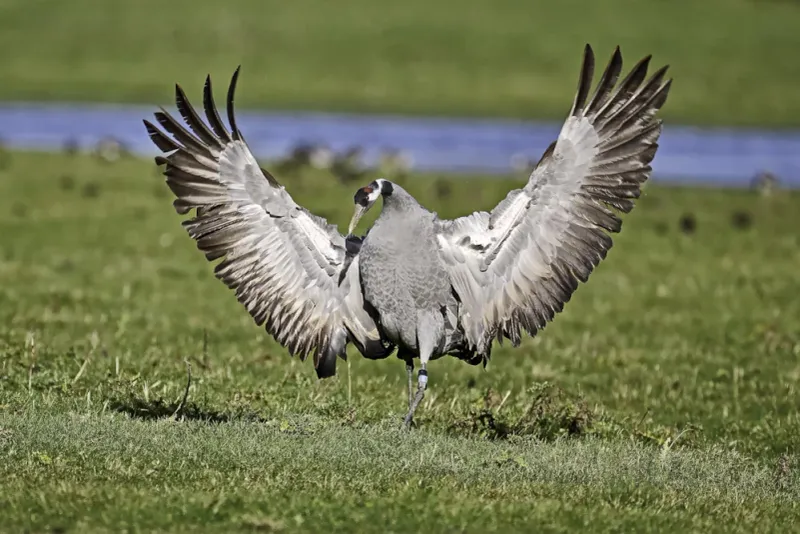 Common Crane (Scotland/UK)
