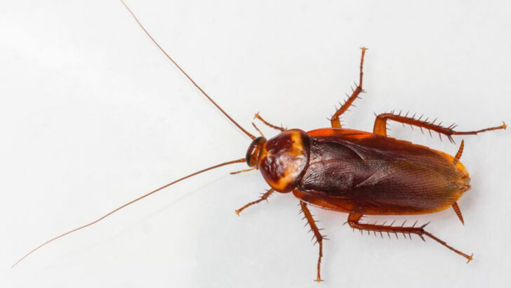 Why Cockroaches Are the Ultimate Survivors: 10 Mind-Blowing Facts